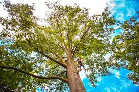 Emerson, NJ Tree Care Company