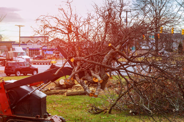  Emerson, NJ Tree Care Pros