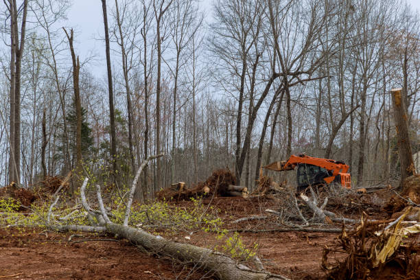 How Our Tree Care Process Works  in  Emerson, NJ
