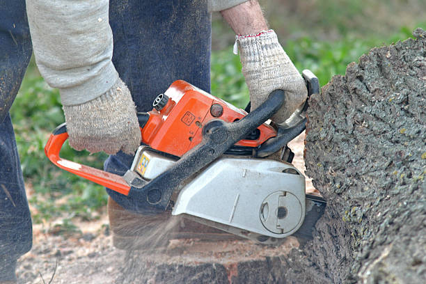 Best Tree Mulching  in Emerson, NJ